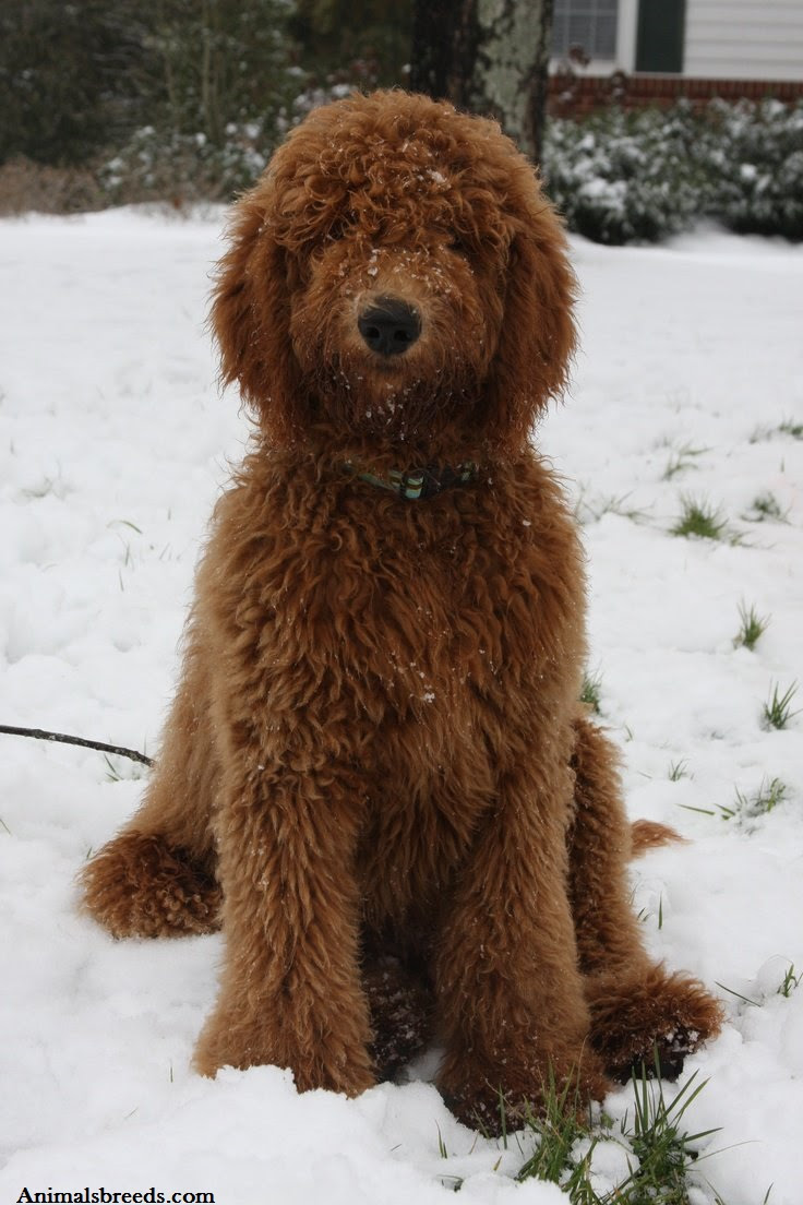 Goldendoodle Puppies, Rescue, Pictures, Information, Temperament, Characteristics Animals Breeds Goldendoodle Puppies, Rescue, Pictures, Information, Temperament, Characteristics Animals Breeds