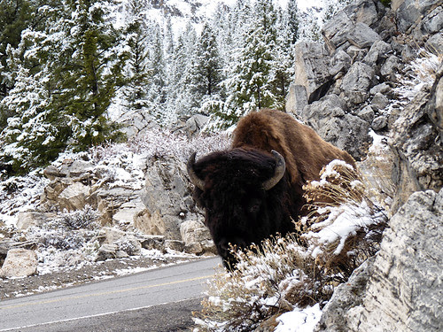 Yellowstone National Park 2010 - Peeking Buffalo