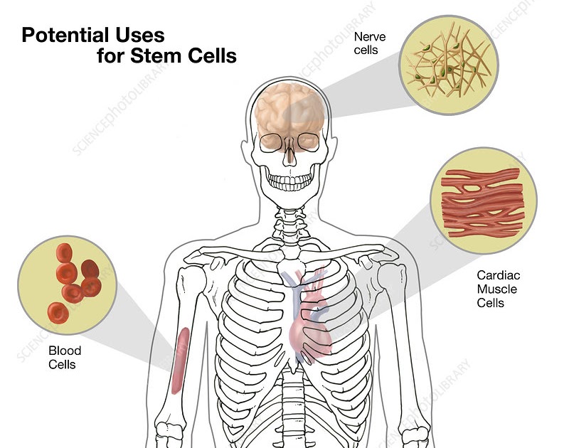 Where Are Stem Cells In A Human Body - Human Anatomy