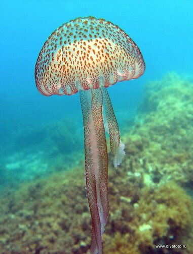 Медуза средиземное море, фото Медуза средиземное море, фото