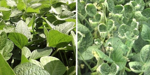 http://www.ecowatch.com/major-problems-monsantos-new-gmo-soybeans-1955821571.html
3 Major Problems With Monsanto’s New GMO Soybeans
Lorraine Chow
Earlier this year, Monsanto commercially launched its Roundup Ready 2 Xtend soybeans—a product...