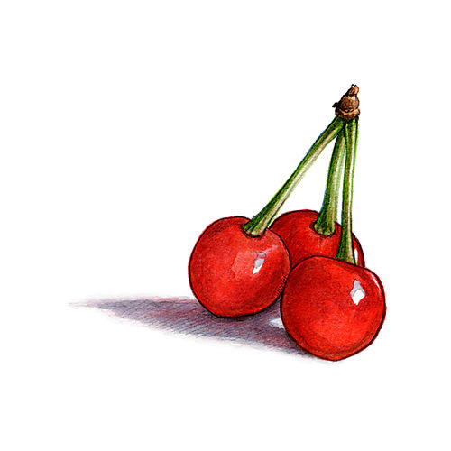 Cherries Drawing | Cherry Cherries