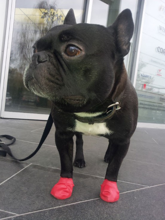owalo design Hunde Im Regen Lustige Bilder