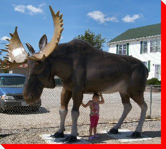 Moose Moose
