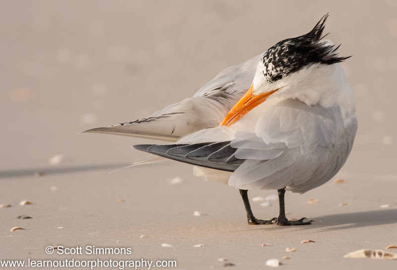 Photo & Video Sharing by SmugMug Photo & Video Sharing by SmugMug