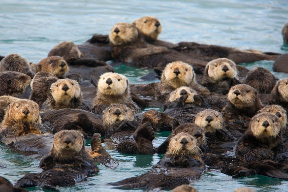 Where's Waldo Otter?