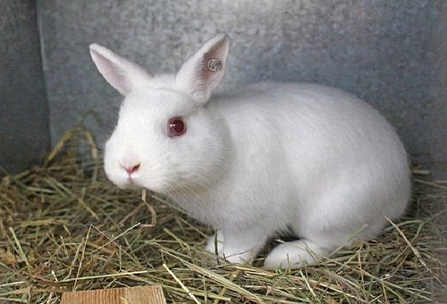 心に強く訴えるうさぎ アルビノ 最高の動物画像