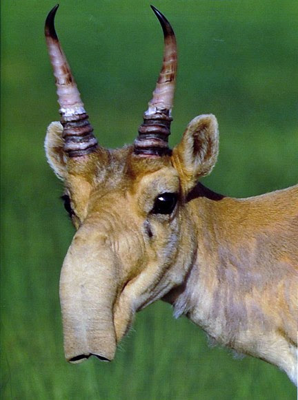 the-worlds-craziest-animals-may-2015
