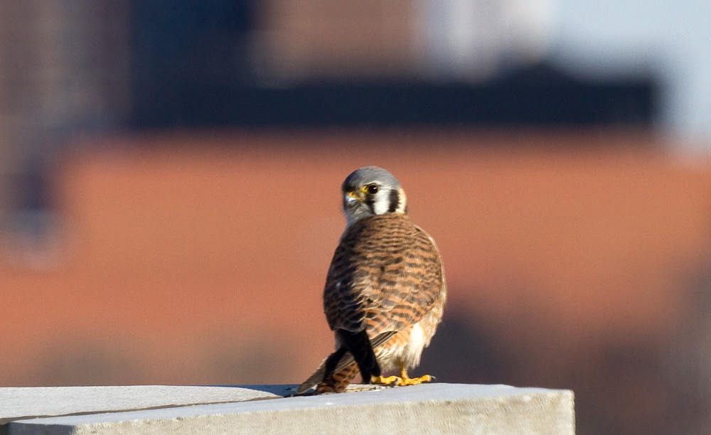 Dwyer Kestrel