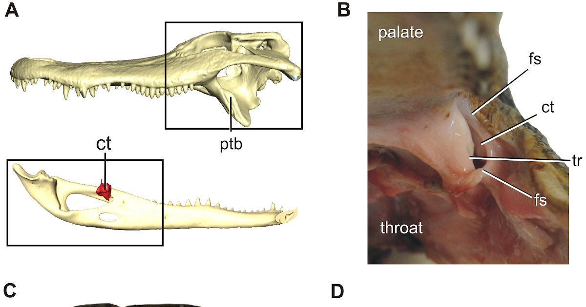 Jaw Muscle Anatomy