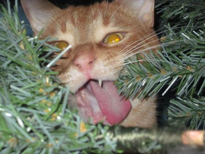 Acid Picdump (88 pics) Acid Picdump (88 pics)