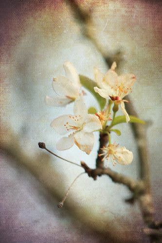 blooms