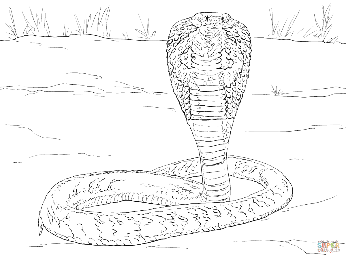 unique-coloriage-de-serpent-anaconda-a-imprimer-haut-coloriage-hd