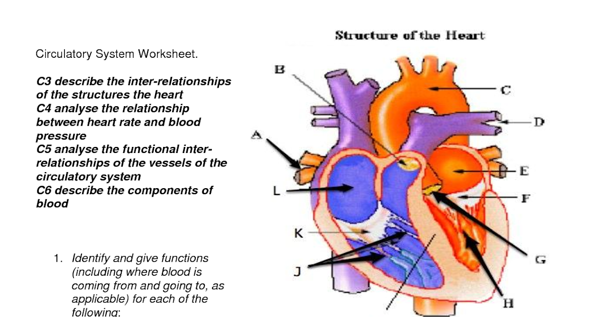 Ks2 Worksheet The Heart - Latest Bucks