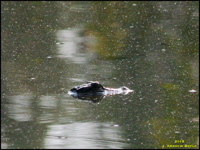 American Alligator American Alligator