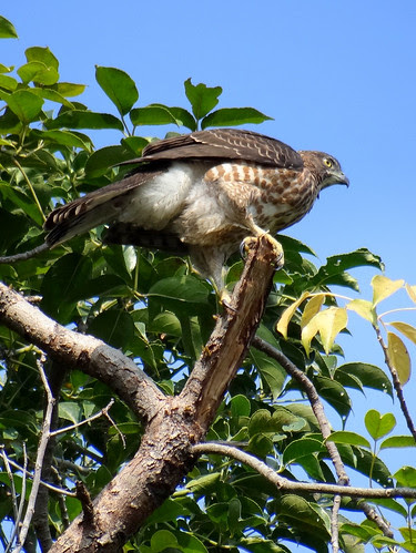 鳳頭蒼鷹/無限台南