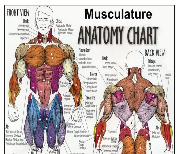 Human Body Muscles Names Male Human Body Muscle Map With Major | Images