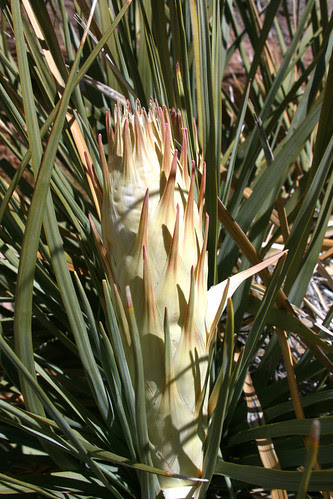 nolina parryi bud