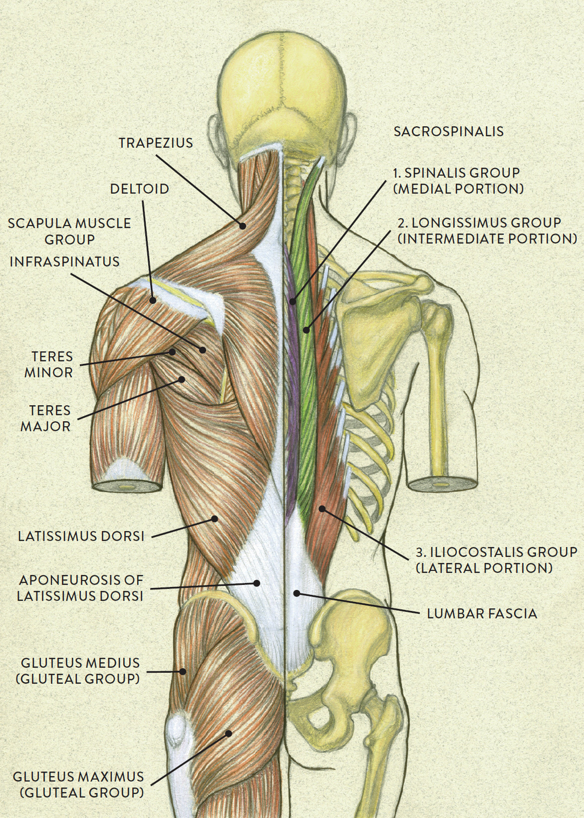 Back Of Neck Anatomy Muscles Neck Muscles Anatomy Pictures Koibana   1nV4avLa22oijJs NHwG0znOQXOGVWgz4ScjghHpb9UpUrtnJP87z U 0bb0d SGYHZt2rsI0Qgn PVrEvQ0ul4bawZNeeN4ReXTQVuTIC3GLV7a=s0 D