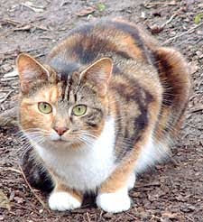 gato tortoiseshell