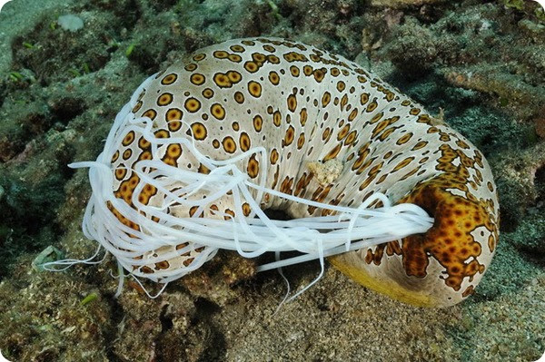 Леопардовый морской огурец (лат. Bohadschia argus)