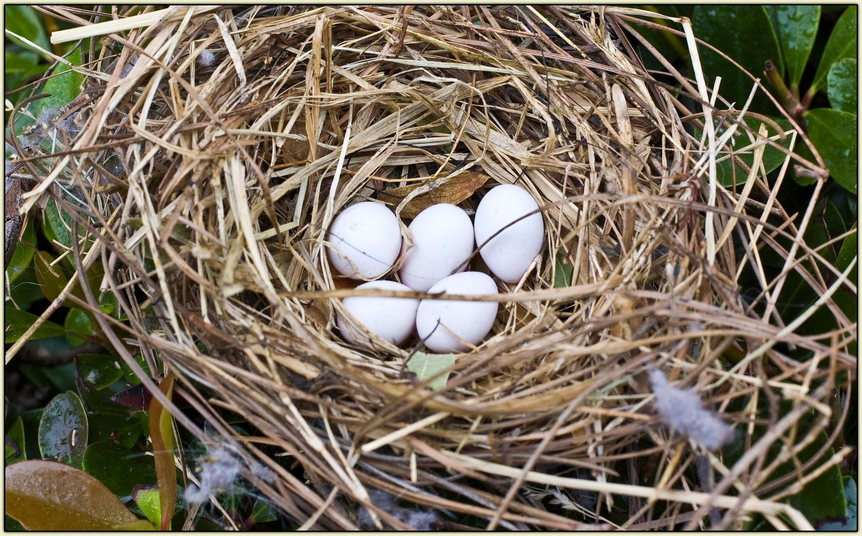 Bird Nest