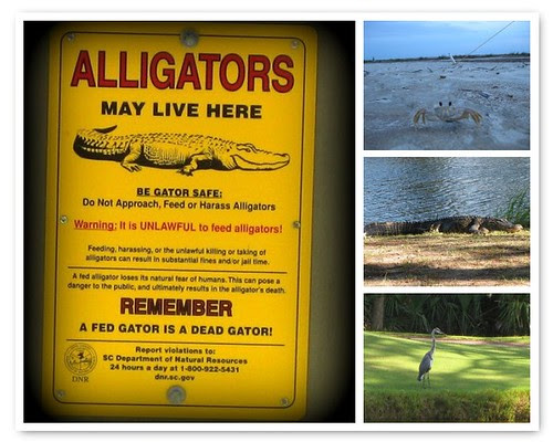 Wild Fripp