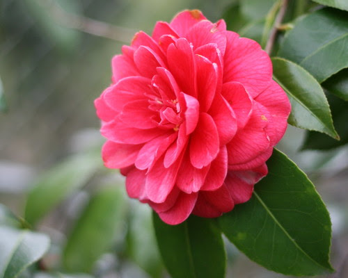 Camelias at the Zoo