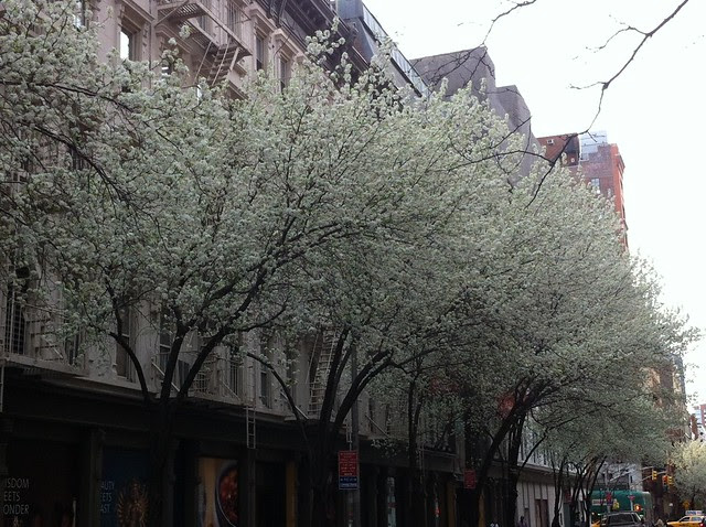 A Walk for the Blooming Trees
