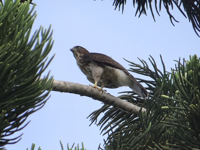 鳳頭蒼鷹/無限台南