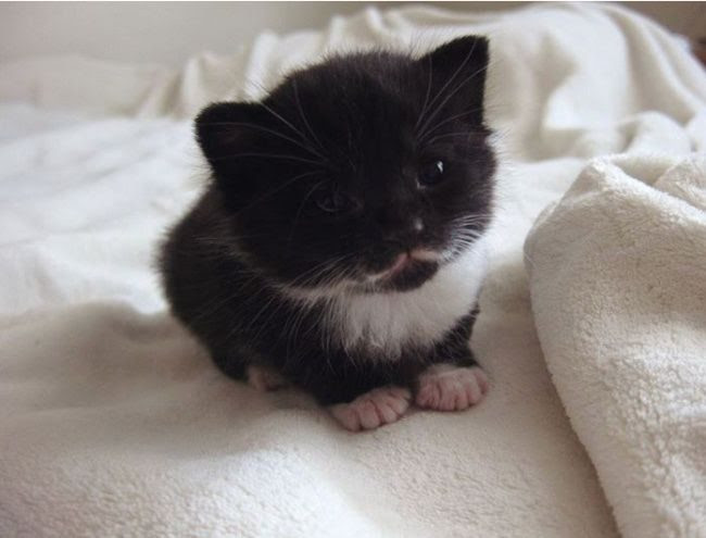 25 animals that know how to properly ask for cookies