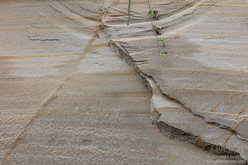 Erosion in Progress, Rucker Hill, Everett, Washington