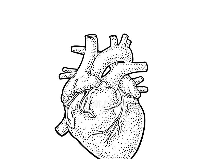 Анатомия сердца рисунок карандашом
