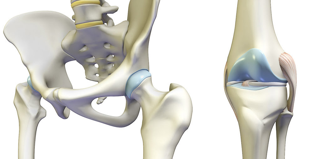 hip joint and knee joint