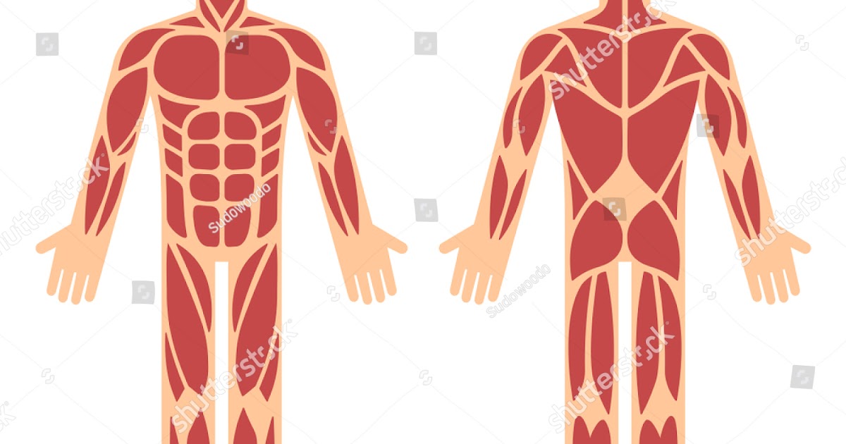 Back Muscles Chart / The muscles of the shoulder and back chart shows