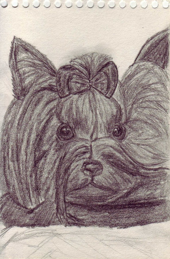 Drawing Yorkie