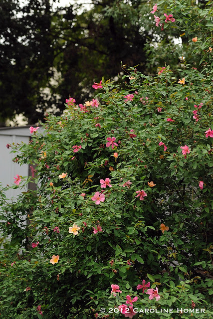 Mutabilis