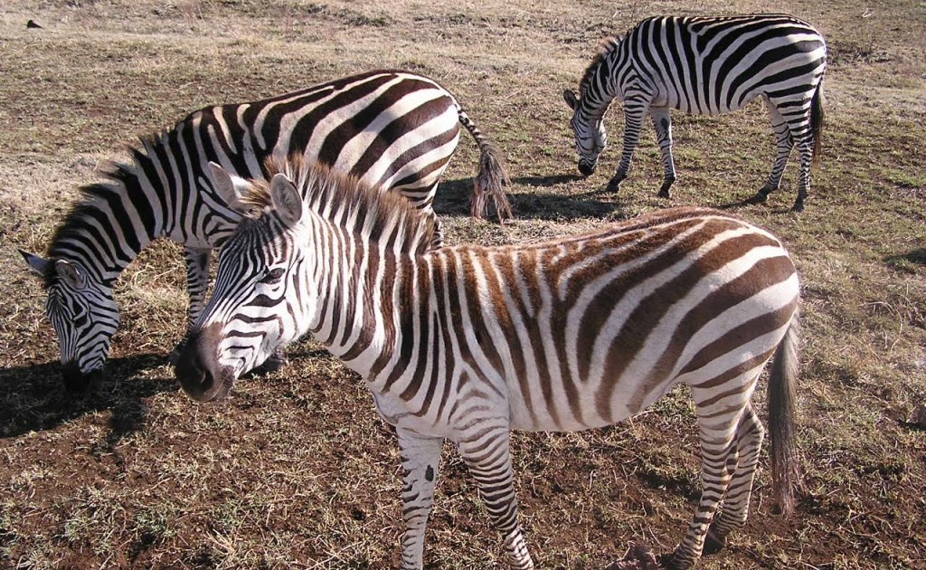 jungle life: best zebra