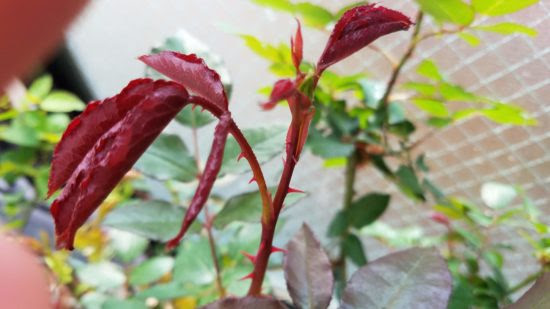 トップ100バラ 鉢植え 植え替え すべての美しい花の画像