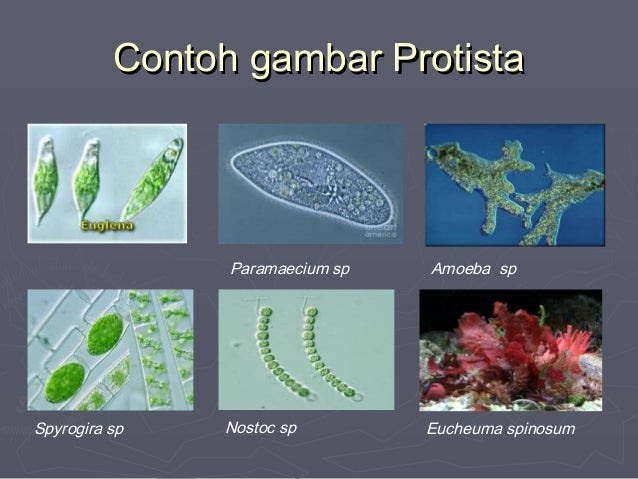 Contoh Makalah Tentang Protista