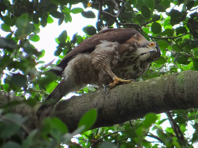 鳳頭蒼鷹/無限台南