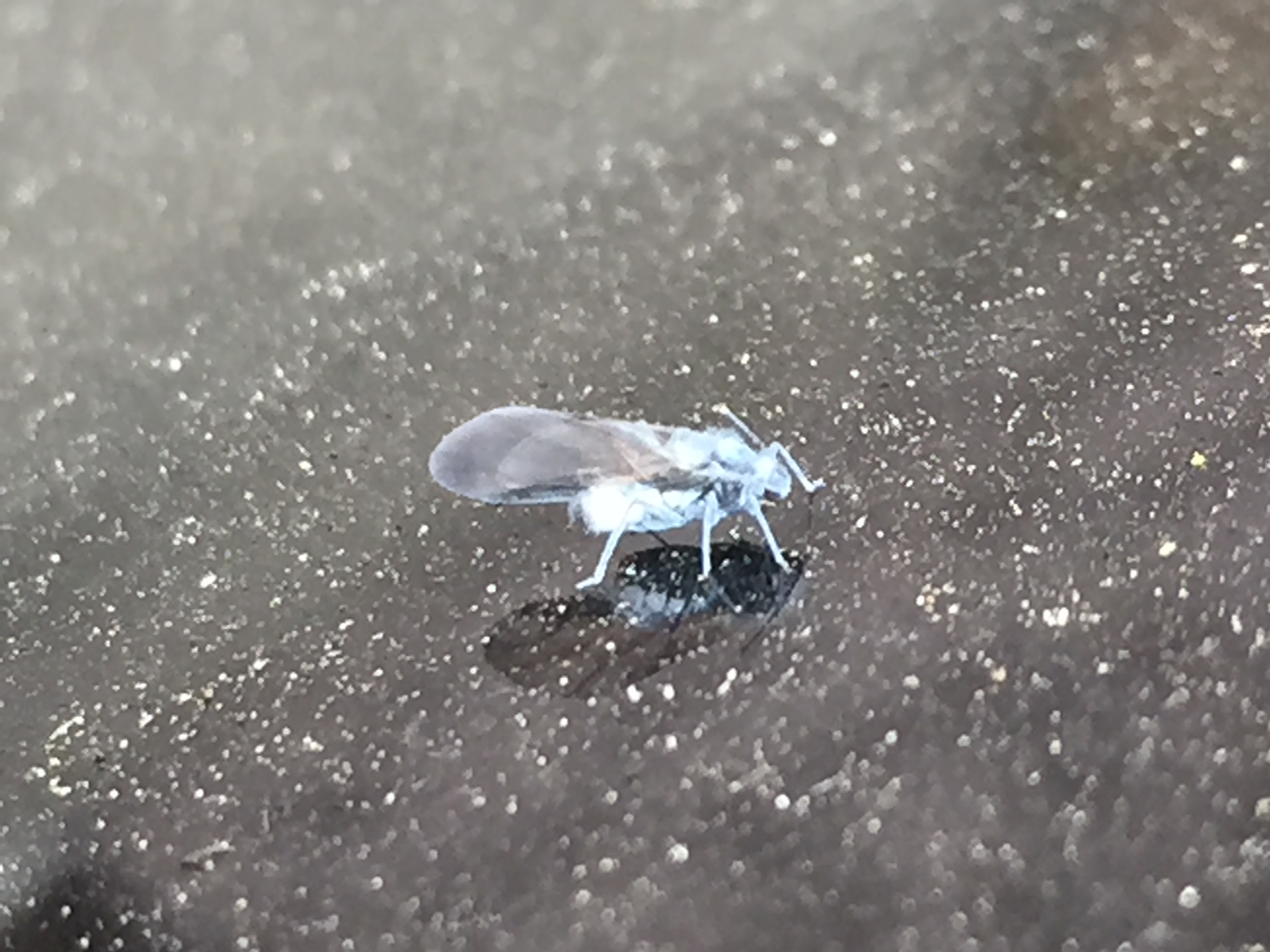すべての美しい花の画像 無料ダウンロード白い 小さい 虫 大量