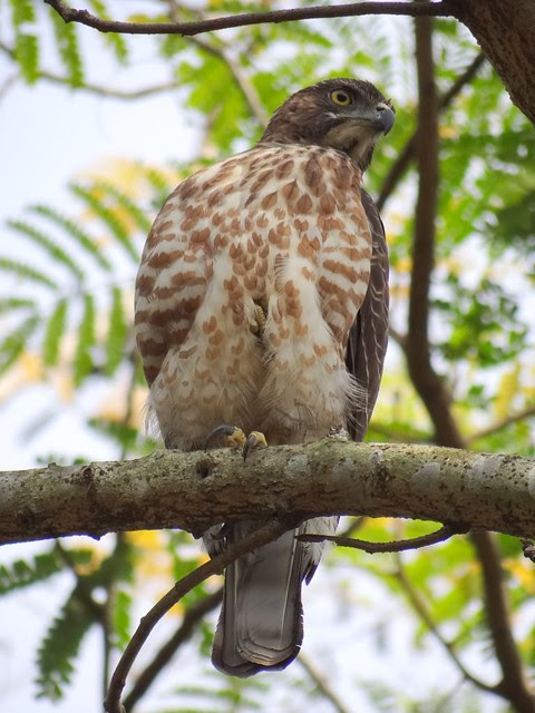 鳳頭蒼鷹/無限台南