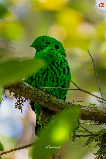 Whitehead's broadbill (Calyptomena whiteheadi) - NUR ISMAIL PHOTOGRAPHY