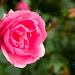 Secret Rose Garden
