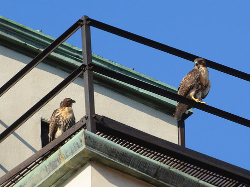 Cathedral Fledges A & B