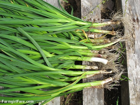 (30-28) Just picked spring green garlic - FarmgirlFare.com