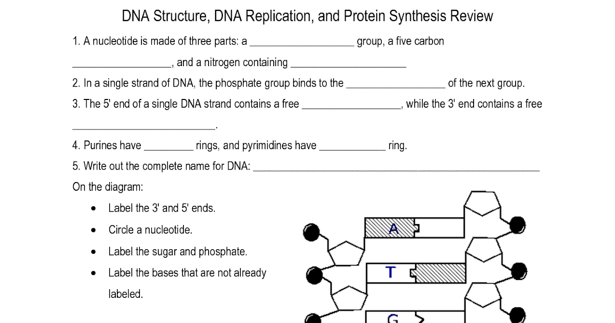 Dna Structure Worksheet Answer - worksheet