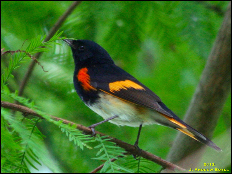 American Redstart American Redstart