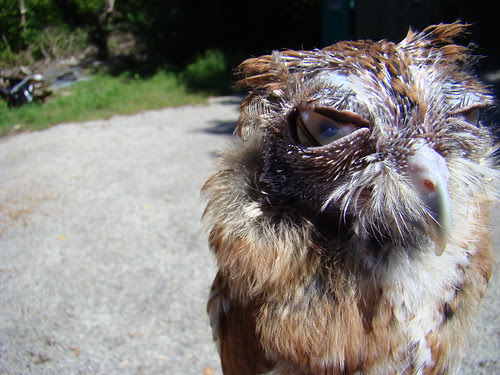 A glare through the nictitating membrane